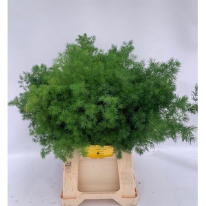 ASPARAGUS UMBELLATUS