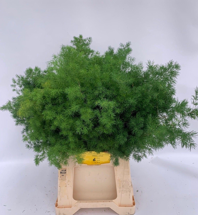 <h4>ASPARAGUS UMBELLATUS</h4>