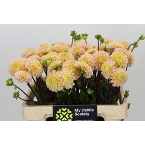 Dahlia Hapet Cheddar