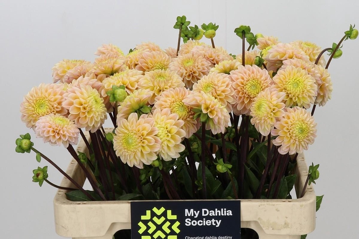 <h4>Dahlia Hapet Cheddar</h4>
