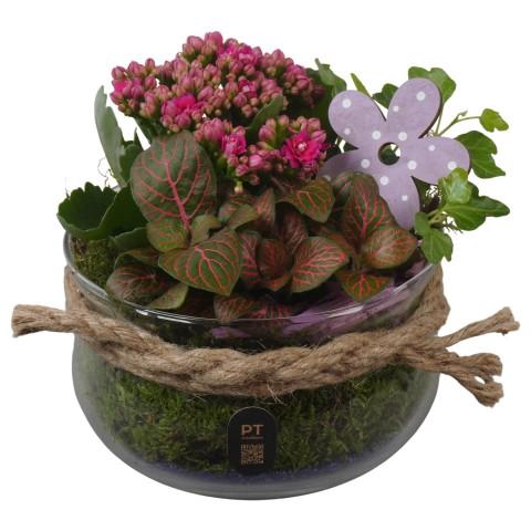 <h4>PTIG2624 Arrangementen kamerplanten</h4>