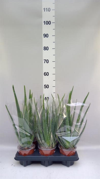 <h4>Aloe vera</h4>