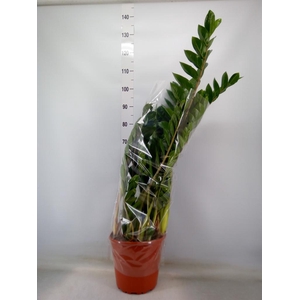 Zamioculcas zamiifolia