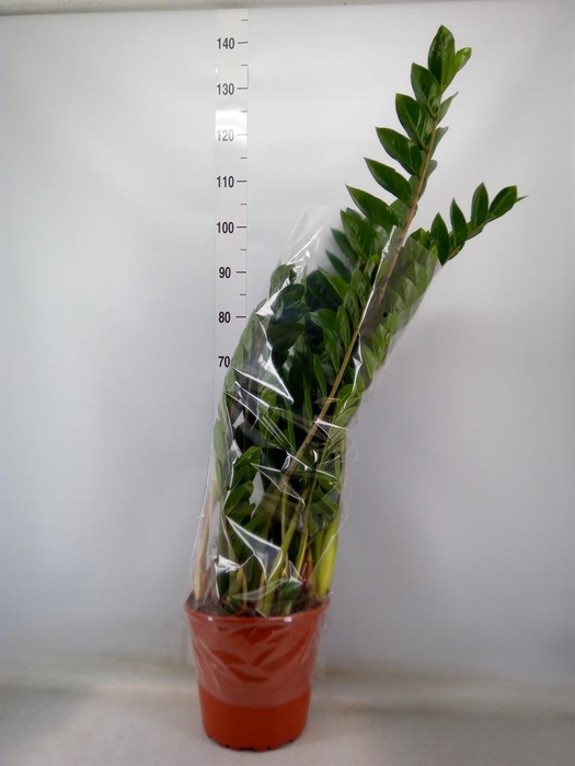 <h4>Zamioculcas zamiifolia</h4>