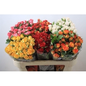 R Tr Gemengd In Fust 70cm