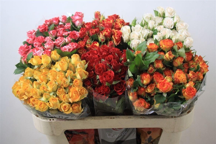 <h4>R Tr Gemengd In Fust 70cm</h4>