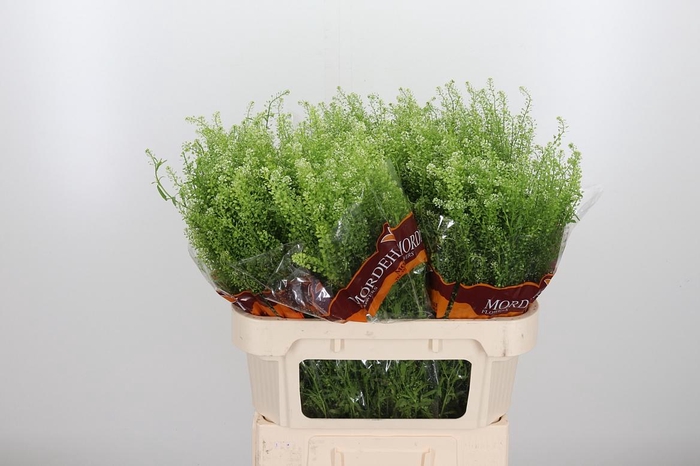 <h4>Lepidium Green Bell</h4>