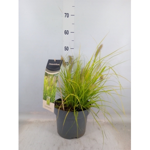 Pennisetum alopec. 'Hameln Gold'