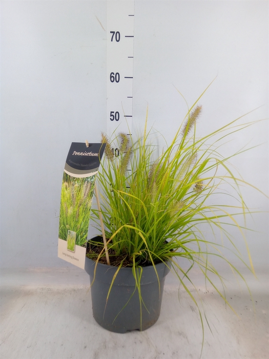 <h4>Pennisetum alopec. 'Hameln Gold'</h4>