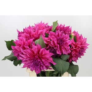 Dahlia Cafe Au Lait Rose