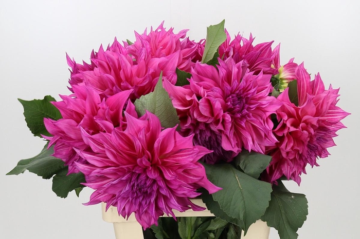 <h4>Dahlia Cafe Au Lait Rose</h4>