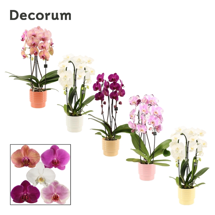 <h4>Phalaenopsis cascade 2 tak mix in Naemi (Sympathetic moods-colle</h4>
