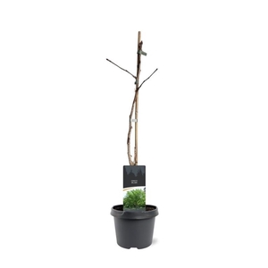 Ginkgo biloba