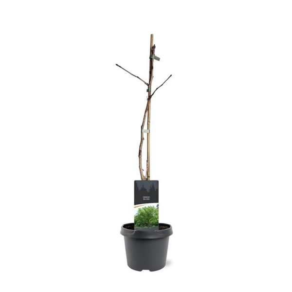 <h4>Ginkgo biloba</h4>
