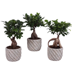Ficus m. Ginseng Ball Shape Ø12cm in Ø15cm Ceramic NT668