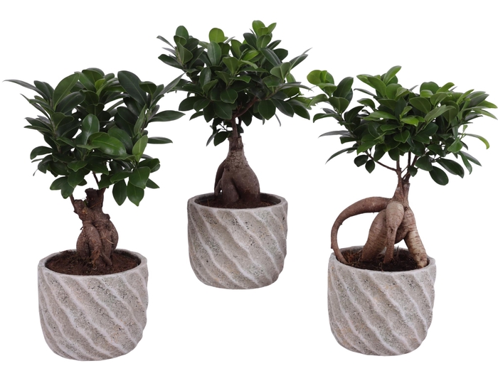 <h4>Ficus m. Ginseng Ball Shape Ø12cm in Ø15cm Ceramic NT668</h4>