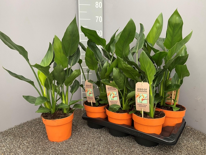 <h4>STRELITZIA REGINAE</h4>