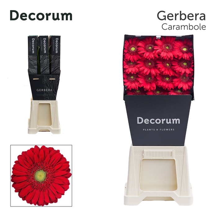 <h4>Gerbera Carambole Diamond</h4>