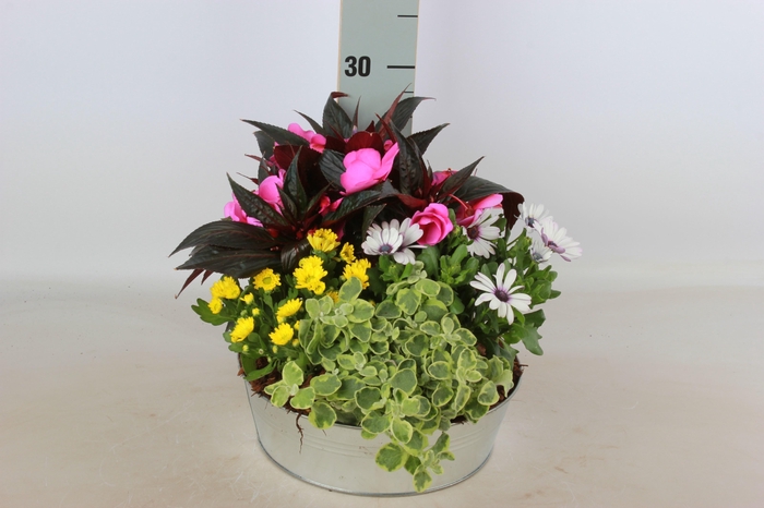 <h4>ARR TUINPLANTEN</h4>