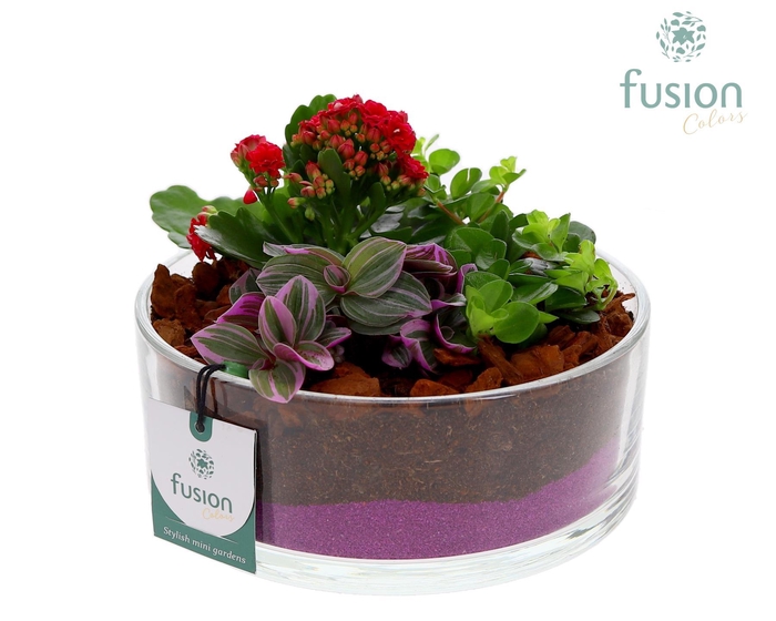 <h4>Glazen cilinderschaal met Arrangement</h4>