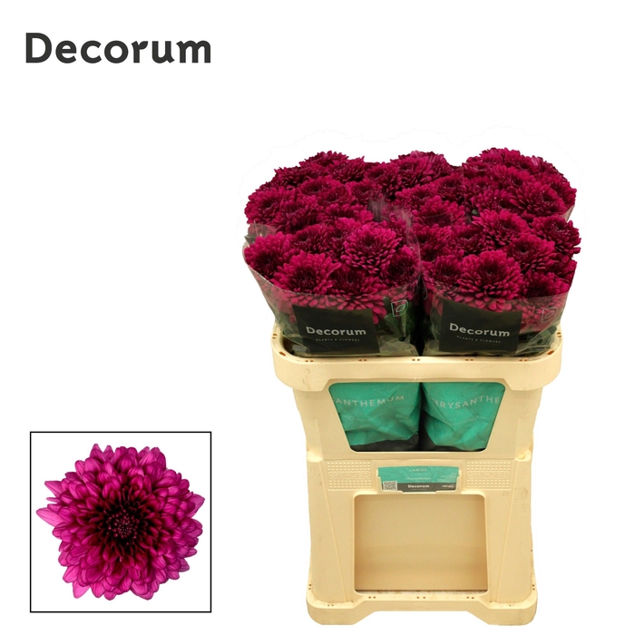 <h4>Chrysanten Chr G Lamira</h4>