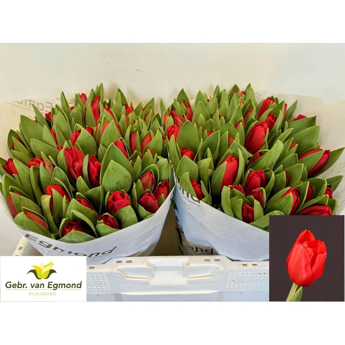 <h4>TU EN ESCAPE</h4>