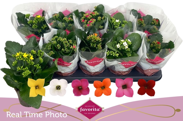 <h4>KAL EN GEM 6 KL</h4>