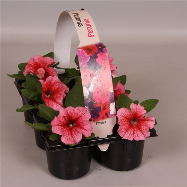 <h4>Petunia roze ader 6p</h4>