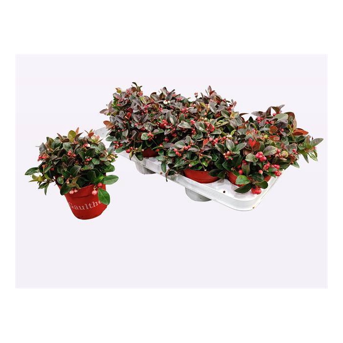 <h4>Gaultheria pro. Big Berry</h4>