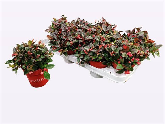 Gaultheria pro. Big Berry