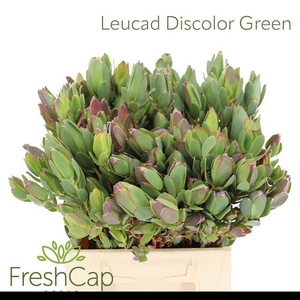 LEUCAD DISCOLOR