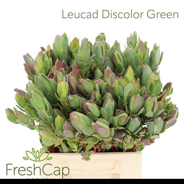 <h4>LEUCAD DISCOLOR</h4>