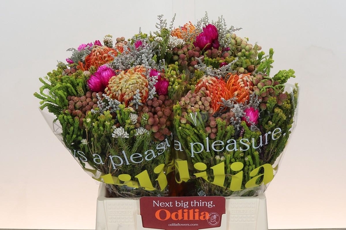 <h4>BQ Nutans 2 Flower</h4>