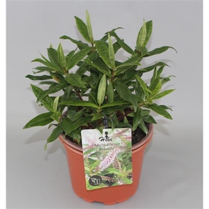 Hebe 'Midsummer Beauty' C5