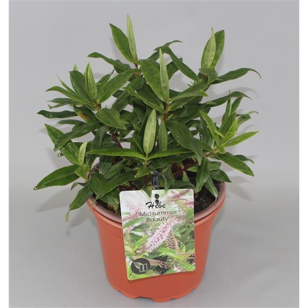 <h4>Hebe 'Midsummer Beauty' C5</h4>