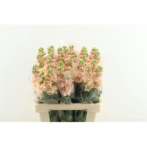 Matth. Iron Apricot 60cm