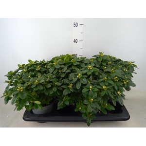 Rhododendron sim. 'Terra Nova'