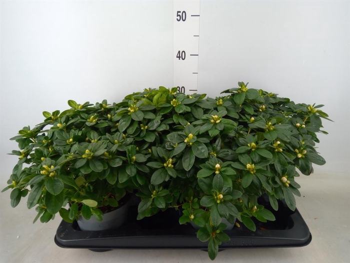 <h4>Rhododendron sim. 'Terra Nova'</h4>