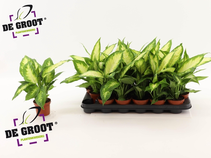 <h4>DIEFF CAMILLA</h4>