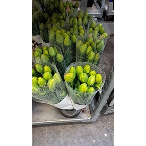 Tulipa Double Tahiti