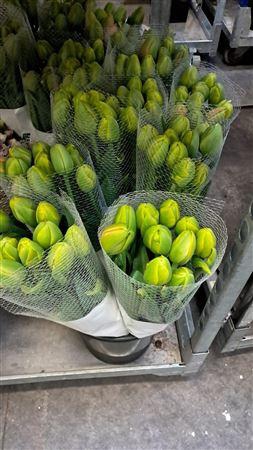 <h4>Tulipa Double Tahiti</h4>