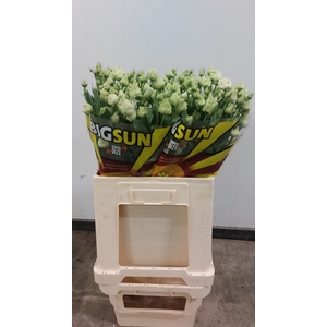 EUS G ROSI WHITE
