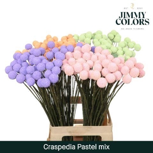 Craspedia L70 Pastel Mix