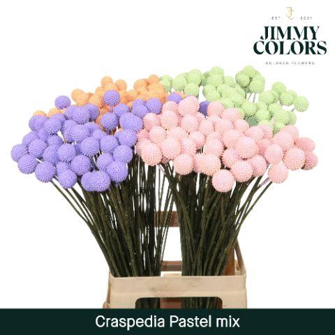 <h4>Craspedia L70 Pastel Mix</h4>