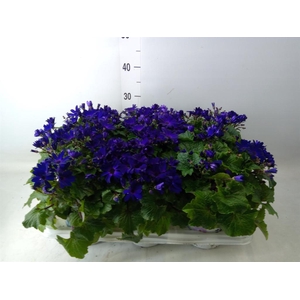 Pericallis cr. 'Senetti Blue Deep'