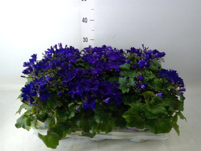 <h4>Pericallis cr. 'Senetti Blue Deep'</h4>