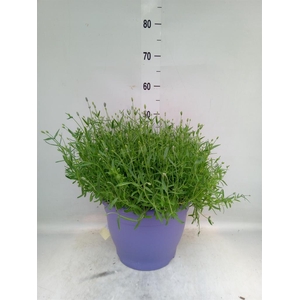 Lavandula angus. 'Essence Pure'