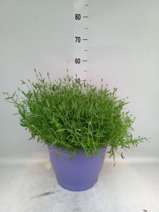 <h4>Lavandula angus. 'Essence Pure'</h4>