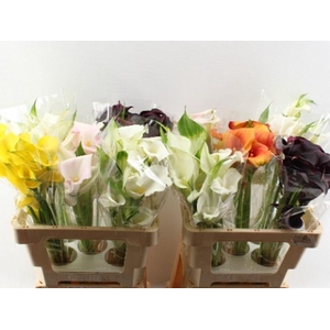Zantedeschia mix double
