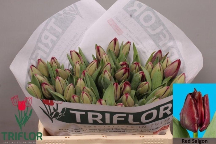 <h4>Tulipa si red saigon</h4>